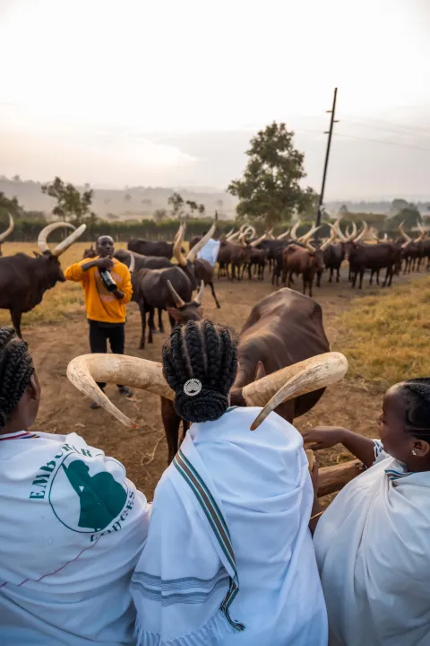 Ankole Cattle
