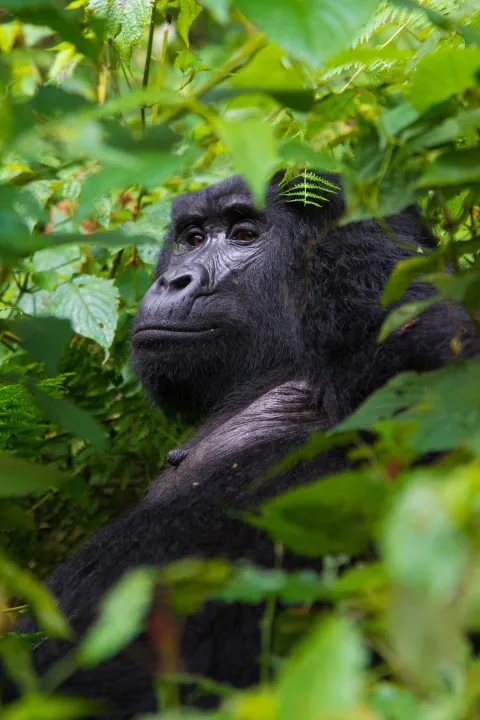 Mountain Gorilla