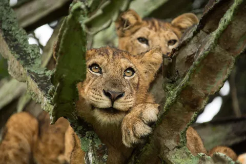 Tree-Climbing Lions